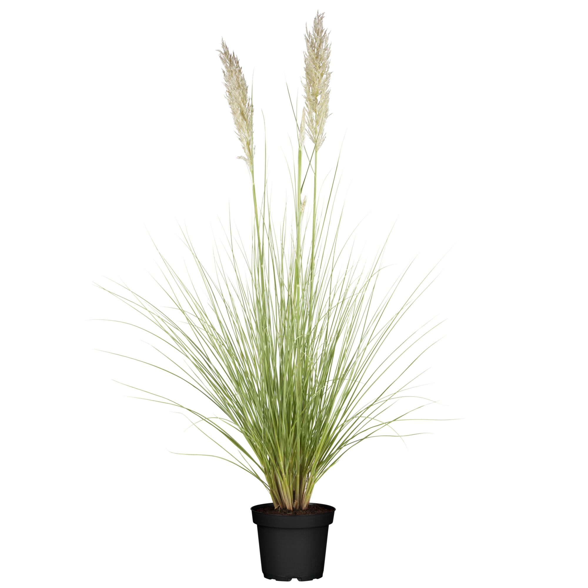 Pampasgras in schwarzem Topf