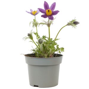 Stauden 'Rock Collection®' 11 cm Topf