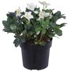 Christrose weiß, 19 cm Topf
