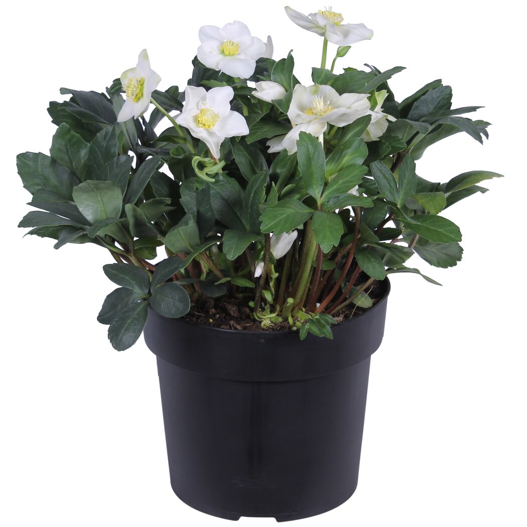 Christrose weiß, 19 cm Topf