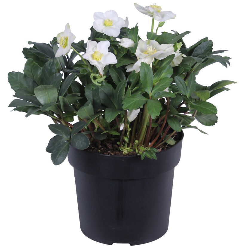 Christrose weiß, 19 cm Topf