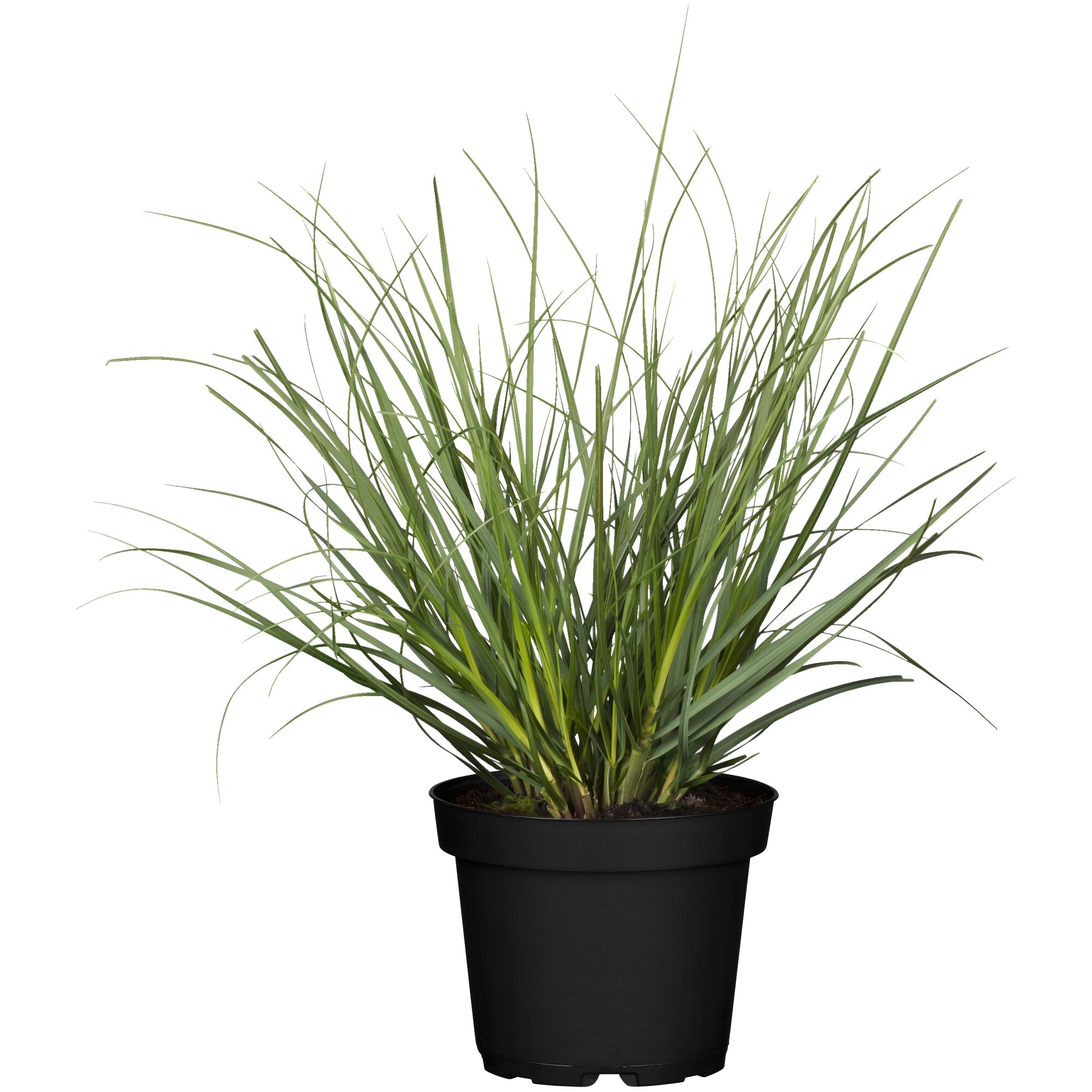 Pampasgras in schwarzem Topf