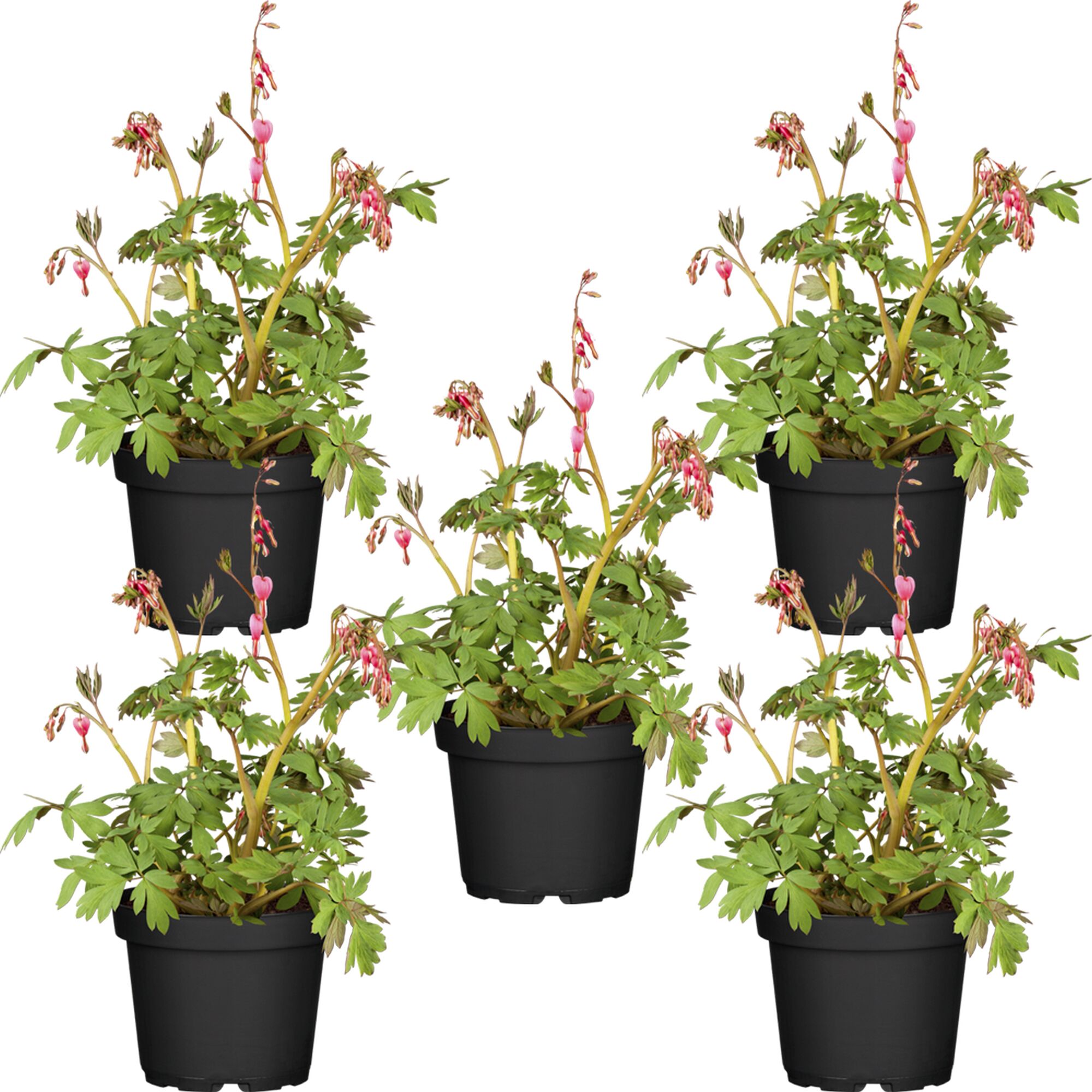 Fünf Gefleckte Herzblumen in schwarzen Töpfen