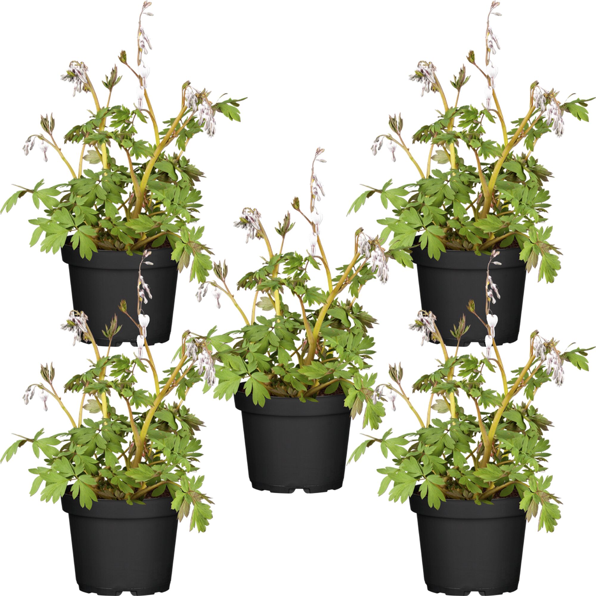 Fünf Töpfchen mit Tränenden Herzen