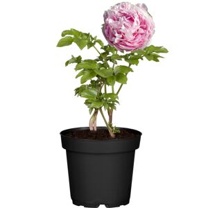 Pfingstrose rosa 15 cm Topf