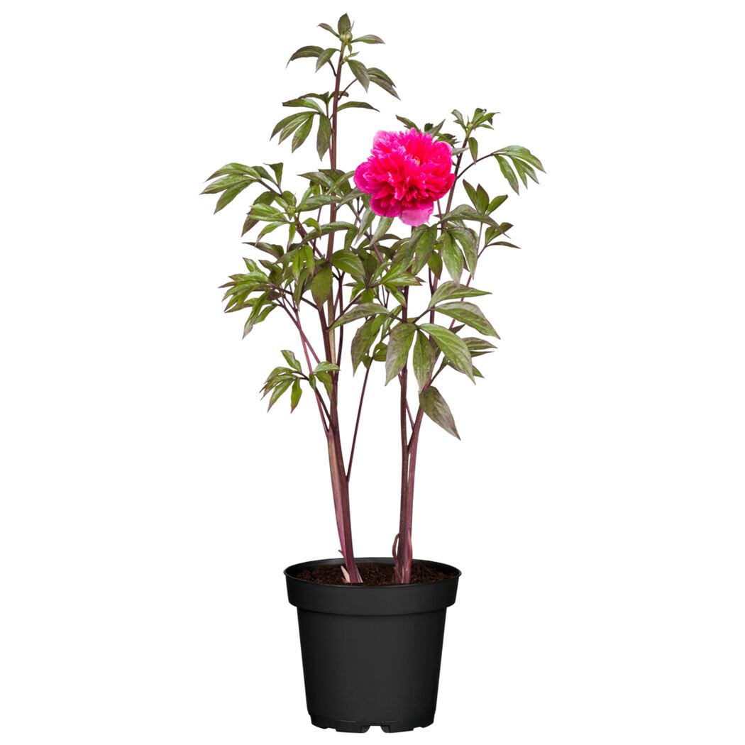 Pfingstrose mit rosa Blüte im Topf