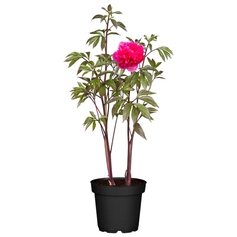 Pfingstrose mit rosa Blüte im Topf