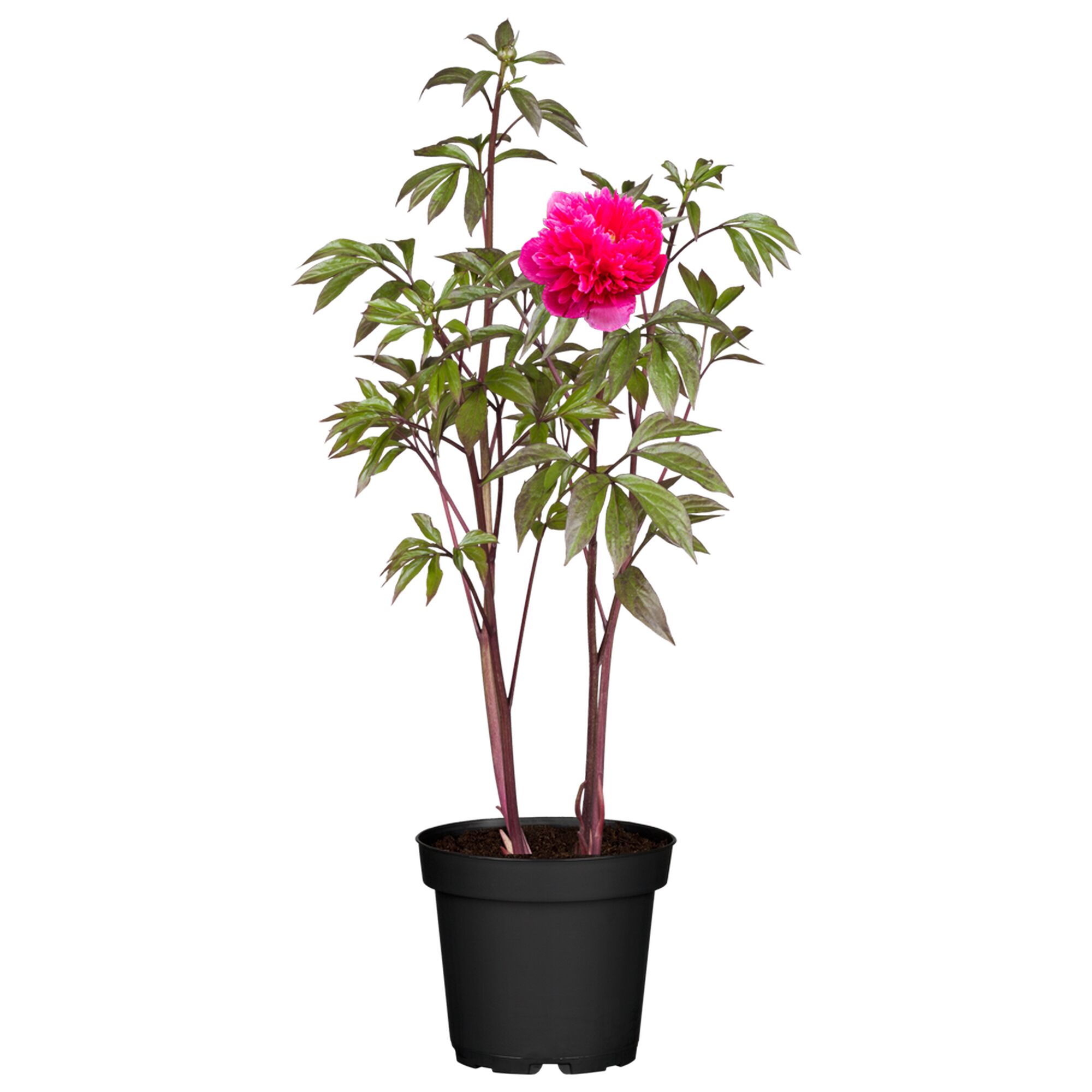 Pfingstrose mit rosa Blüte im Topf