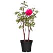hauptbild