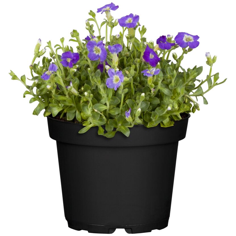Blaue Blütenpflanze im schwarzen Topf