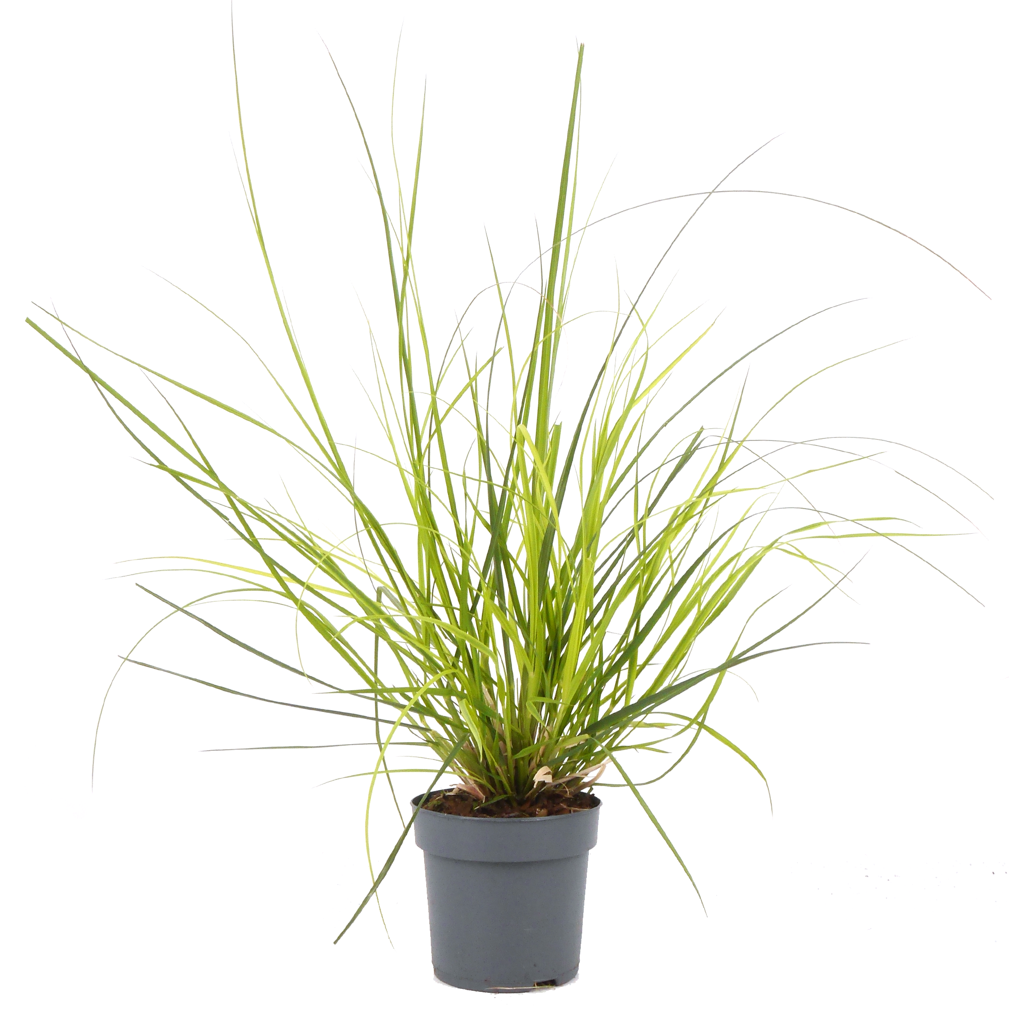 Pampasgras 14 cm Topf