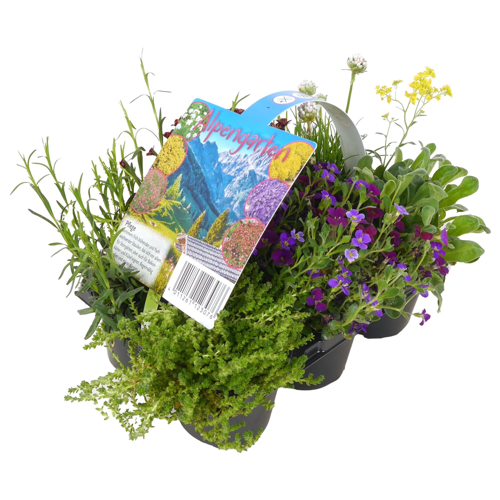 Sortiment verschiedener Alpenpflanzen im Tray