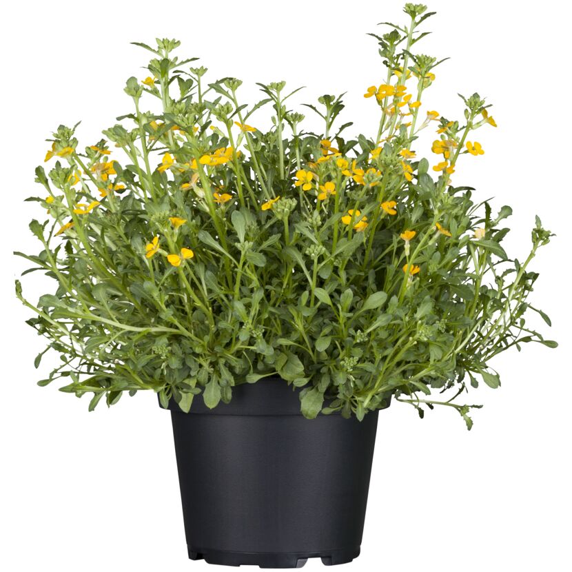 Frühlingsstauden verschiedene Sorten 17 cm Topf