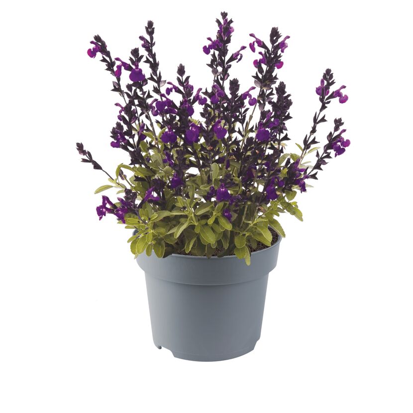 Herbst-Salbei verschiedene Farben 13 cm Topf