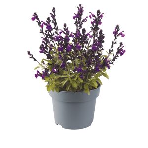 Herbst-Salbei verschiedene Farben 13 cm Topf