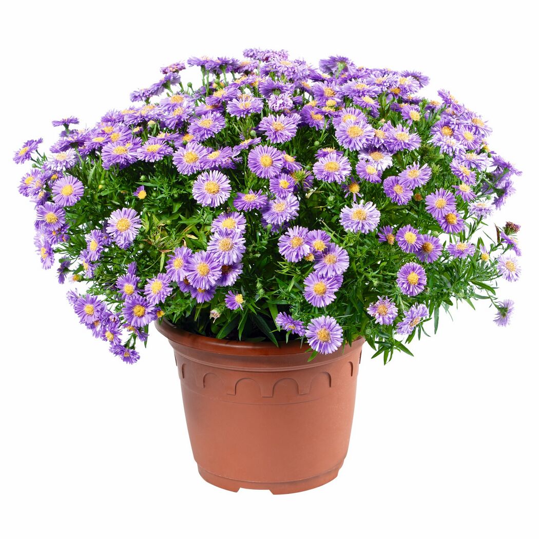 Kissenaster 'Sapphire®' verschiedene Farben 26 cm Dekotopf