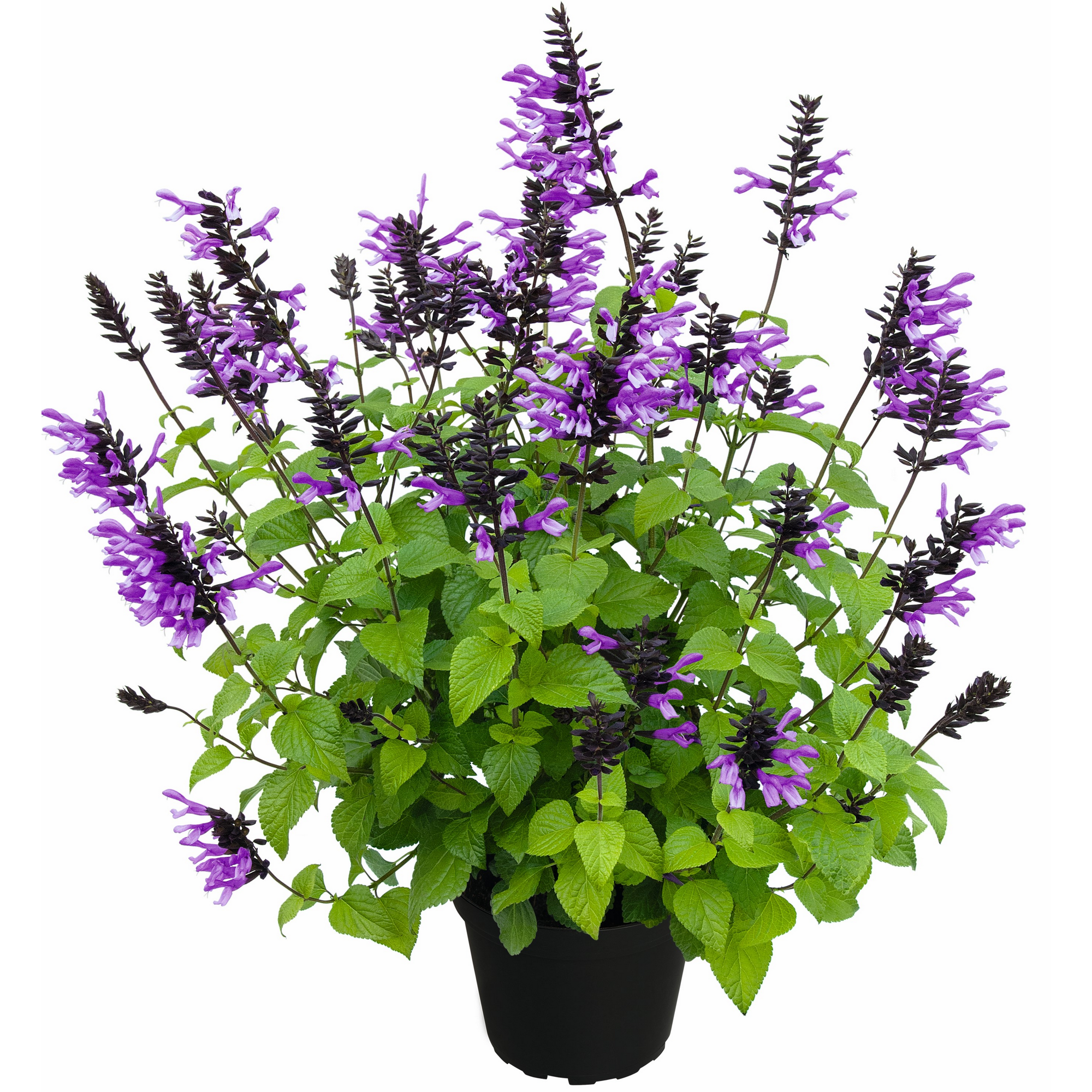 Salbei 'Rockin' verschiedene Farben 17 cm Topf
