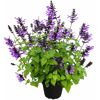 Salbei 'Rockin' verschiedene Farben 17 cm Topf