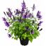 Salbei 'Rockin' verschiedene Farben 17 cm Topf