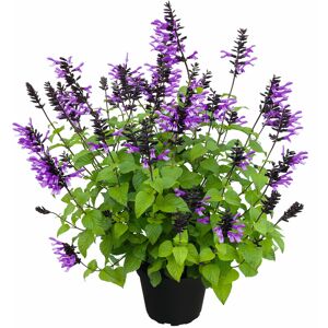 Salbei 'Rockin' verschiedene Farben 17 cm Topf