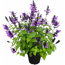 Salbei 'Rockin' verschiedene Farben 17 cm Topf