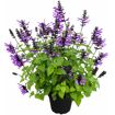 hauptbild