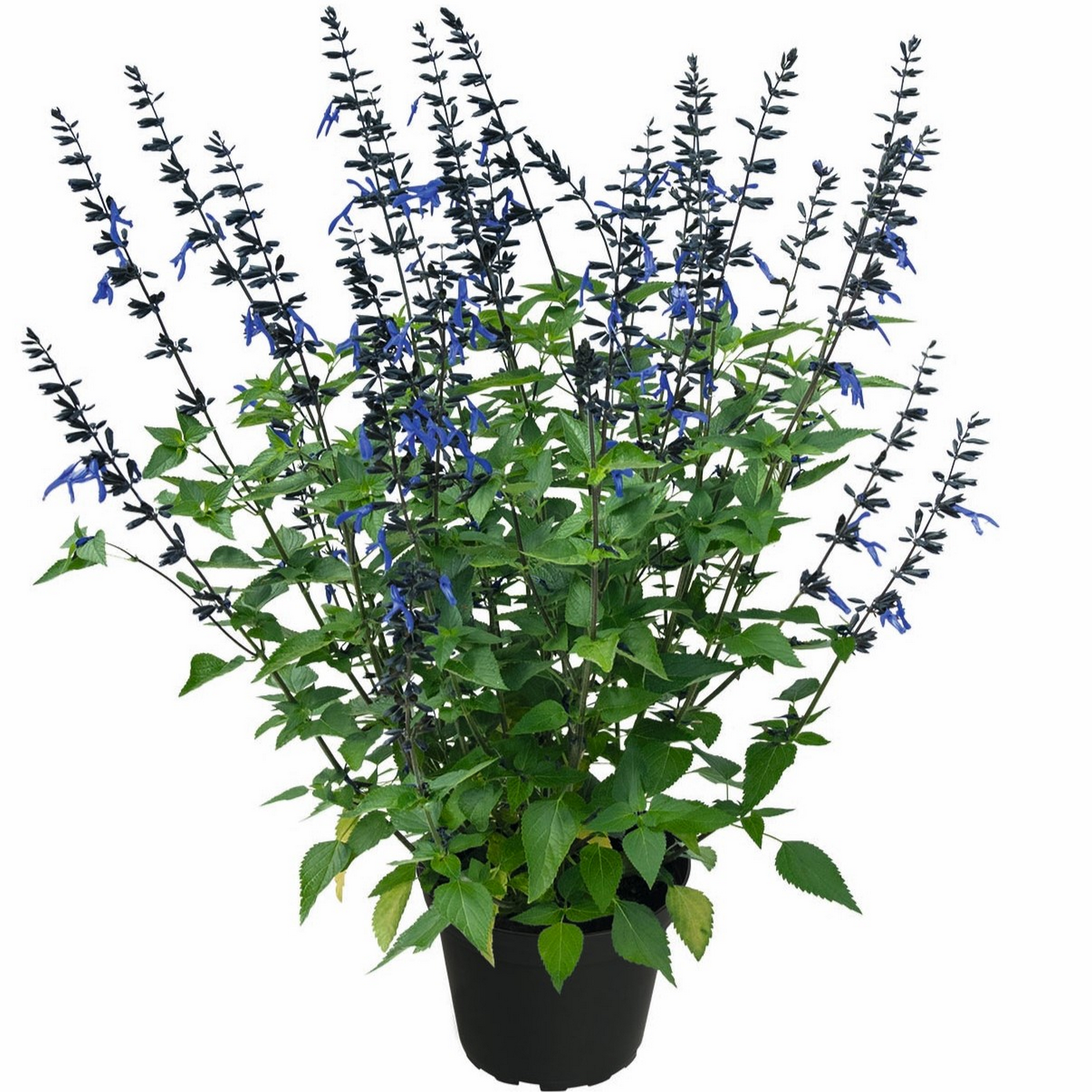 Salbei 'Rockin' verschiedene Farben 17 cm Topf