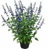 Salbei 'Rockin' verschiedene Farben 17 cm Topf