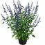 Salbei 'Rockin' verschiedene Farben 17 cm Topf