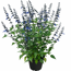 Salbei 'Rockin' verschiedene Farben 17 cm Topf