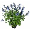 Salbei 'Rockin' verschiedene Farben 17 cm Topf