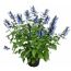 Salbei 'Rockin' verschiedene Farben 17 cm Topf