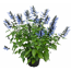 Salbei 'Rockin' verschiedene Farben 17 cm Topf