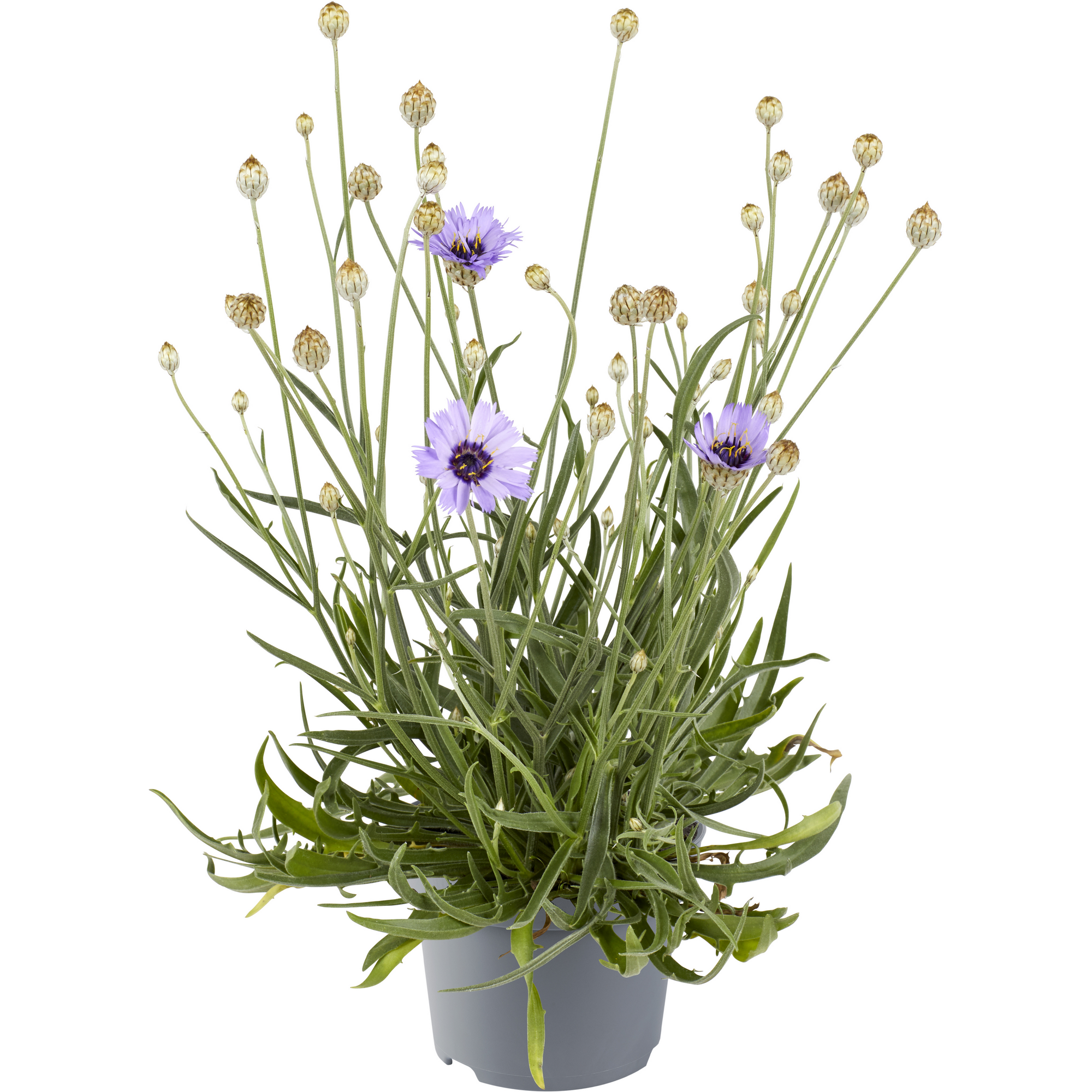 Rasselblume 13 cm Topf