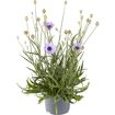 hauptbild
