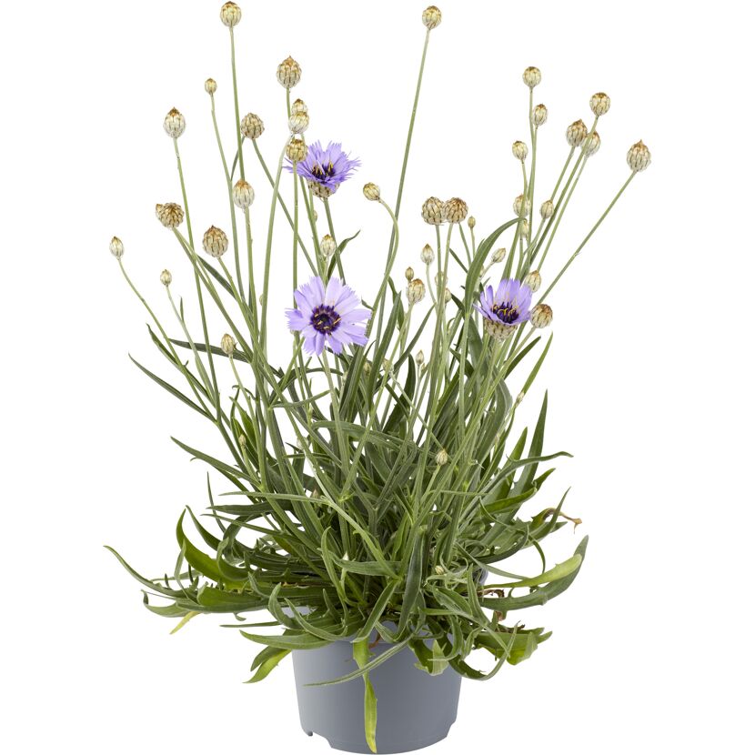 Rasselblume 13 cm Topf