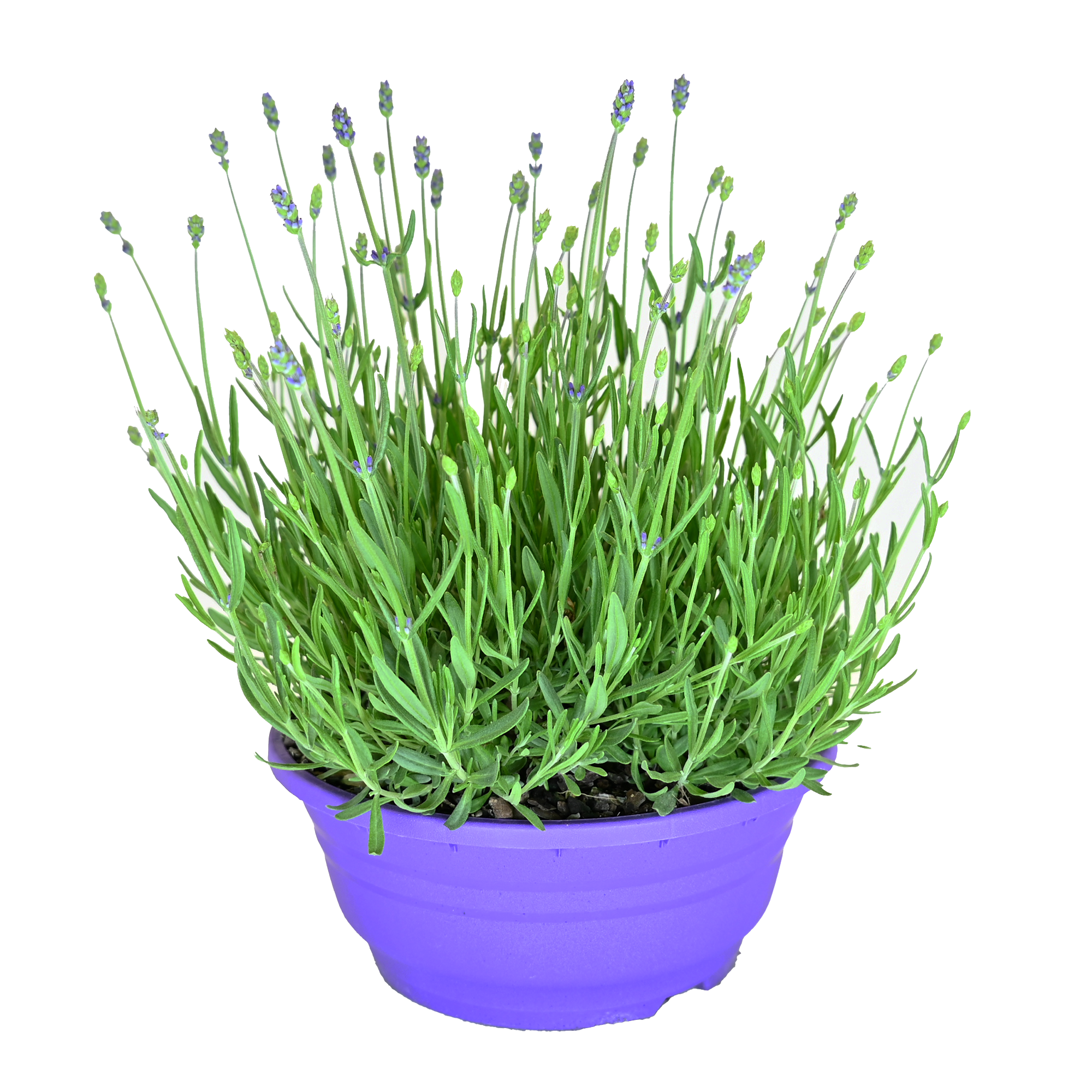 Lavendel 21 cm Schale