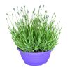 Lavendel 21 cm Schale