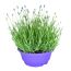 Lavendel 21 cm Schale