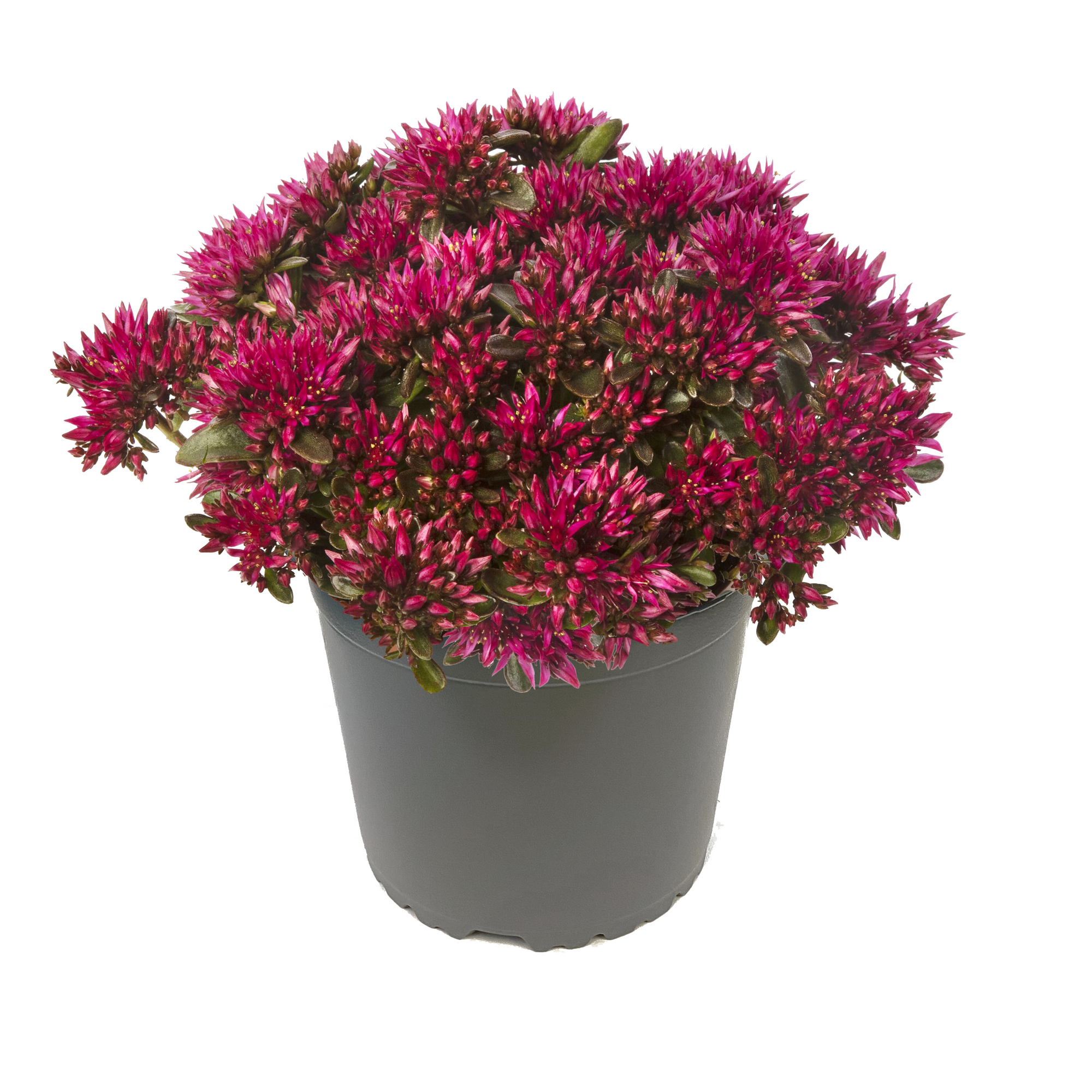 Fettblatt Spot On® 'Deep Rose' 13 cm Topf