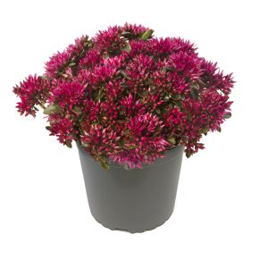 Fettblatt Spot On® 'Deep Rose' 13 cm Topf