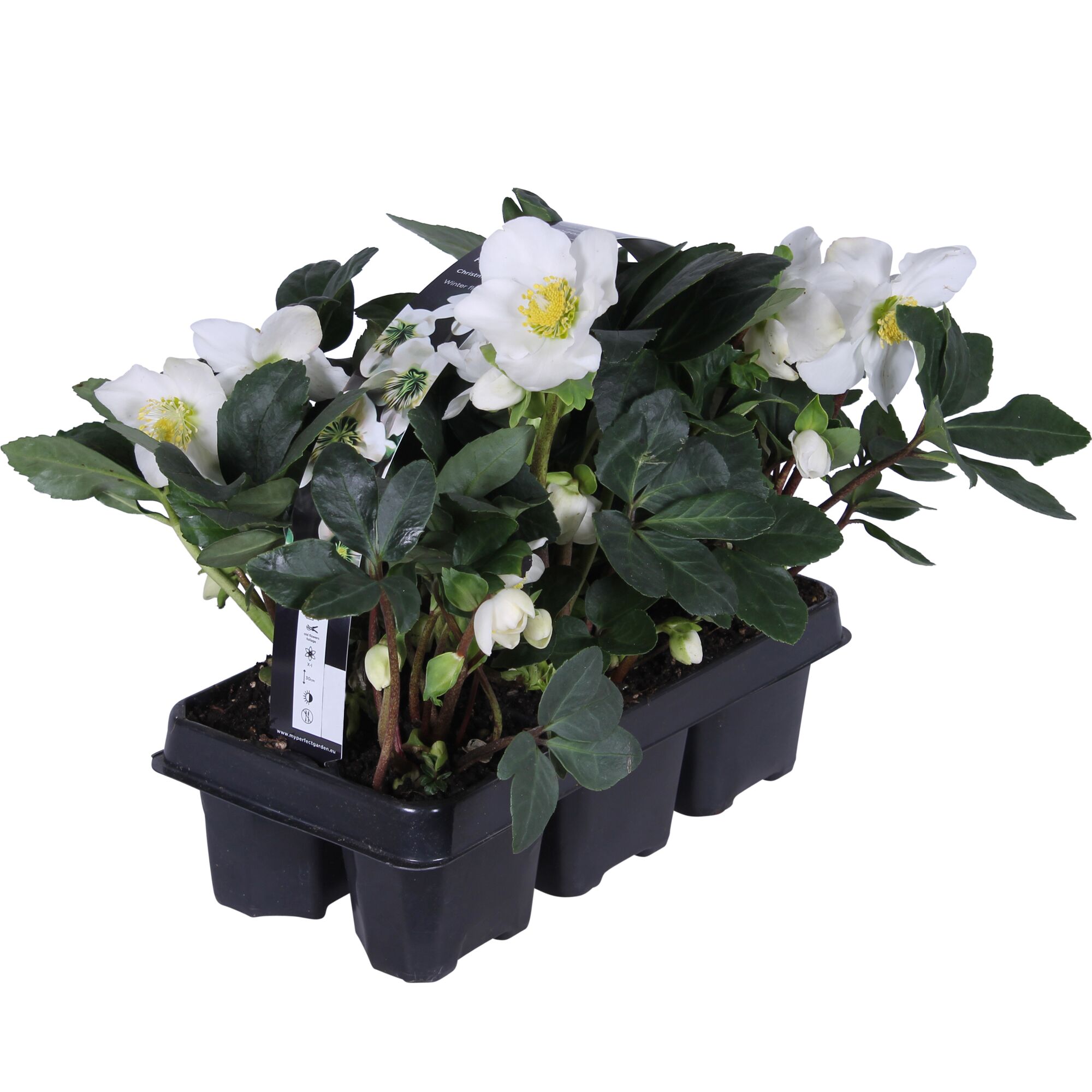 Weiße Christrose im Topf