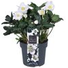 Christrose 'Christmas Carol' 17 cm Topf