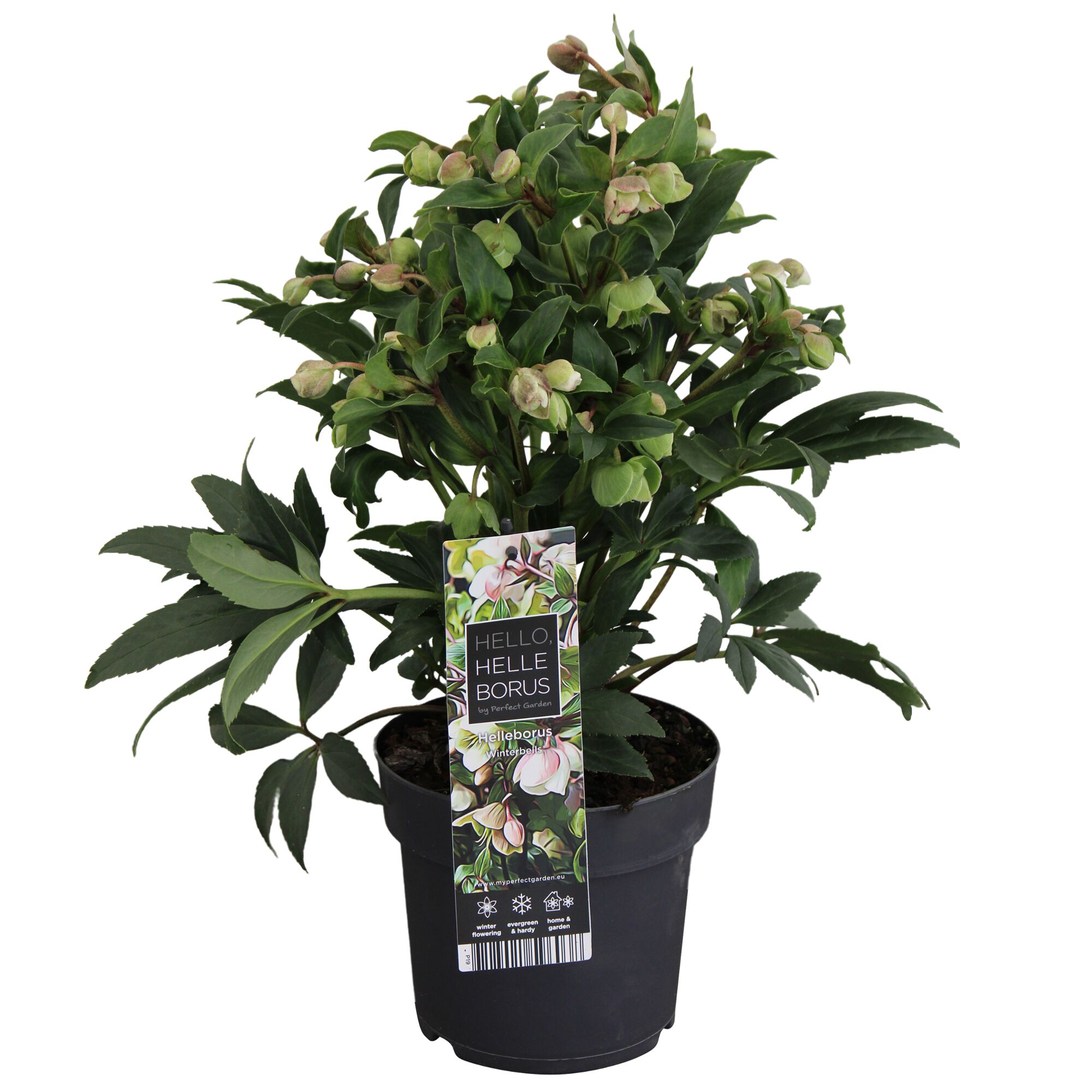 Christrose Helleborus Winterbells im Topf