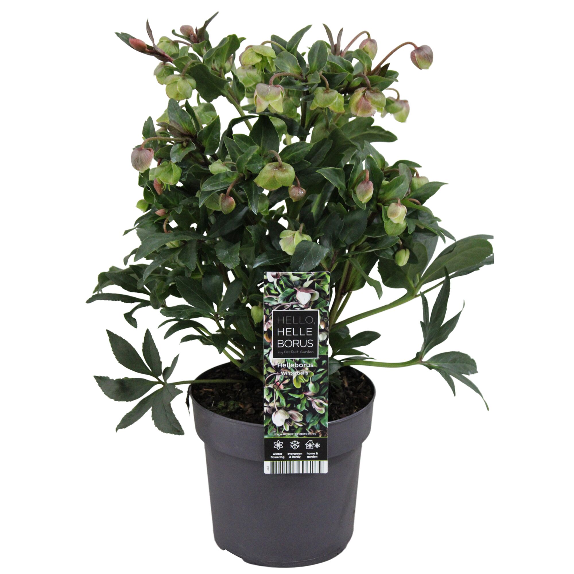 Helleborus Winter Bells Christrose im Topf