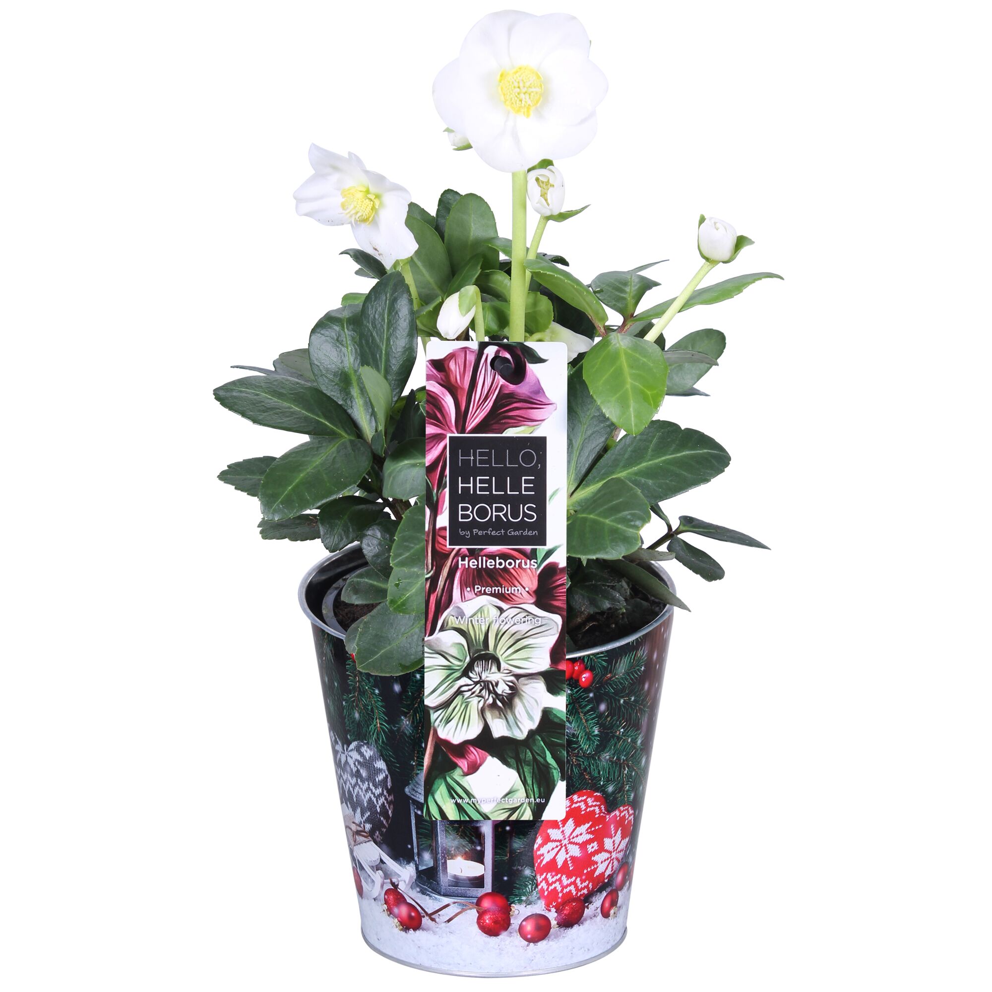 Weiße Christrose im Topf mit winterlichem Design