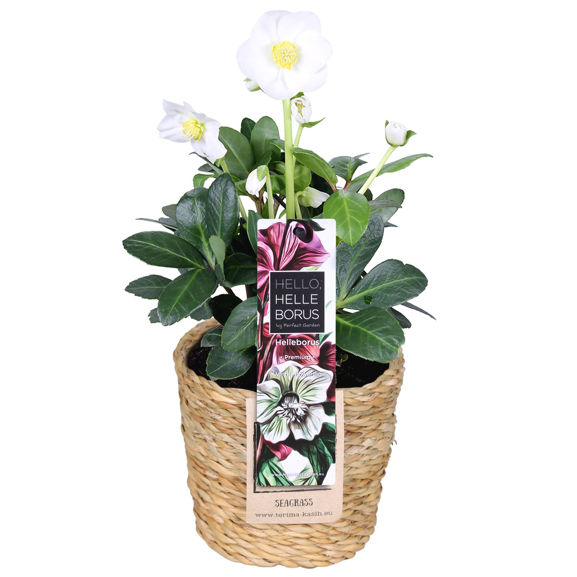 Weiße Christrose im geflochtenen Topf