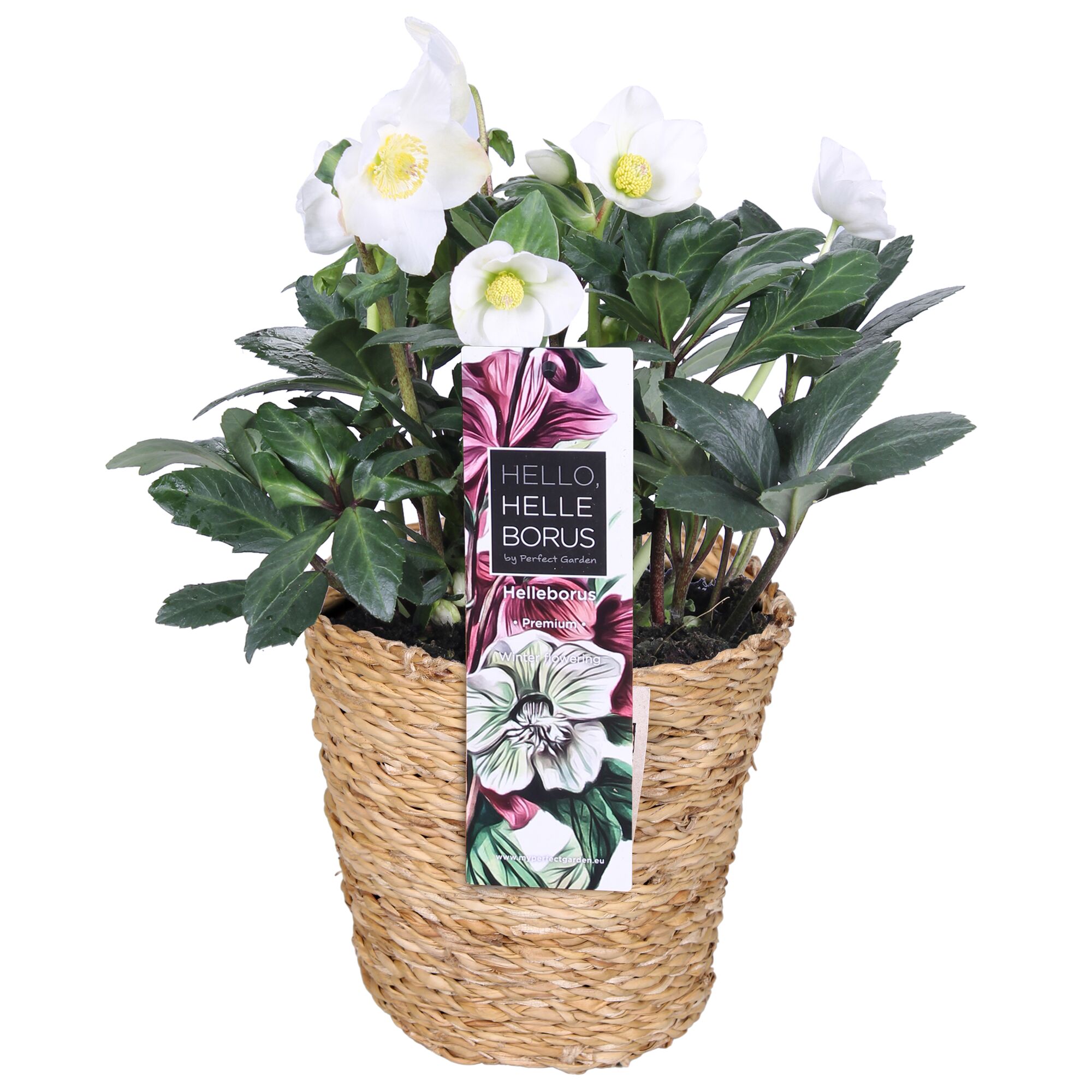 Weiße Christrose im Weidenkorb