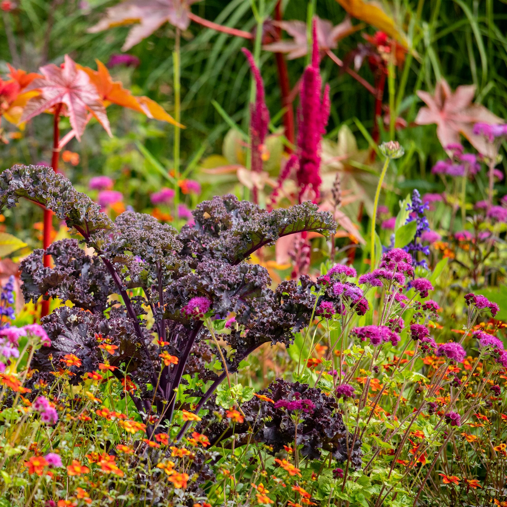 Stauden-Mix 'Bauern- und Landhausgarten' 11 cm Topf