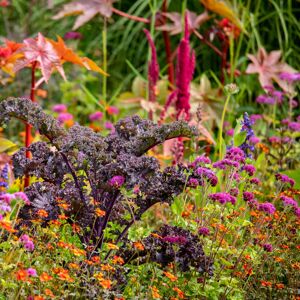 Stauden-Mix 'Bauern- und Landhausgarten' 11 cm Topf